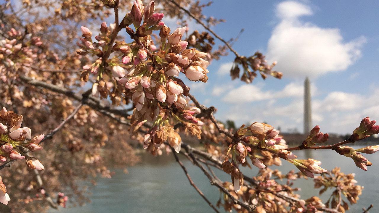 How cherry blossoms became a Washington, DC tradition