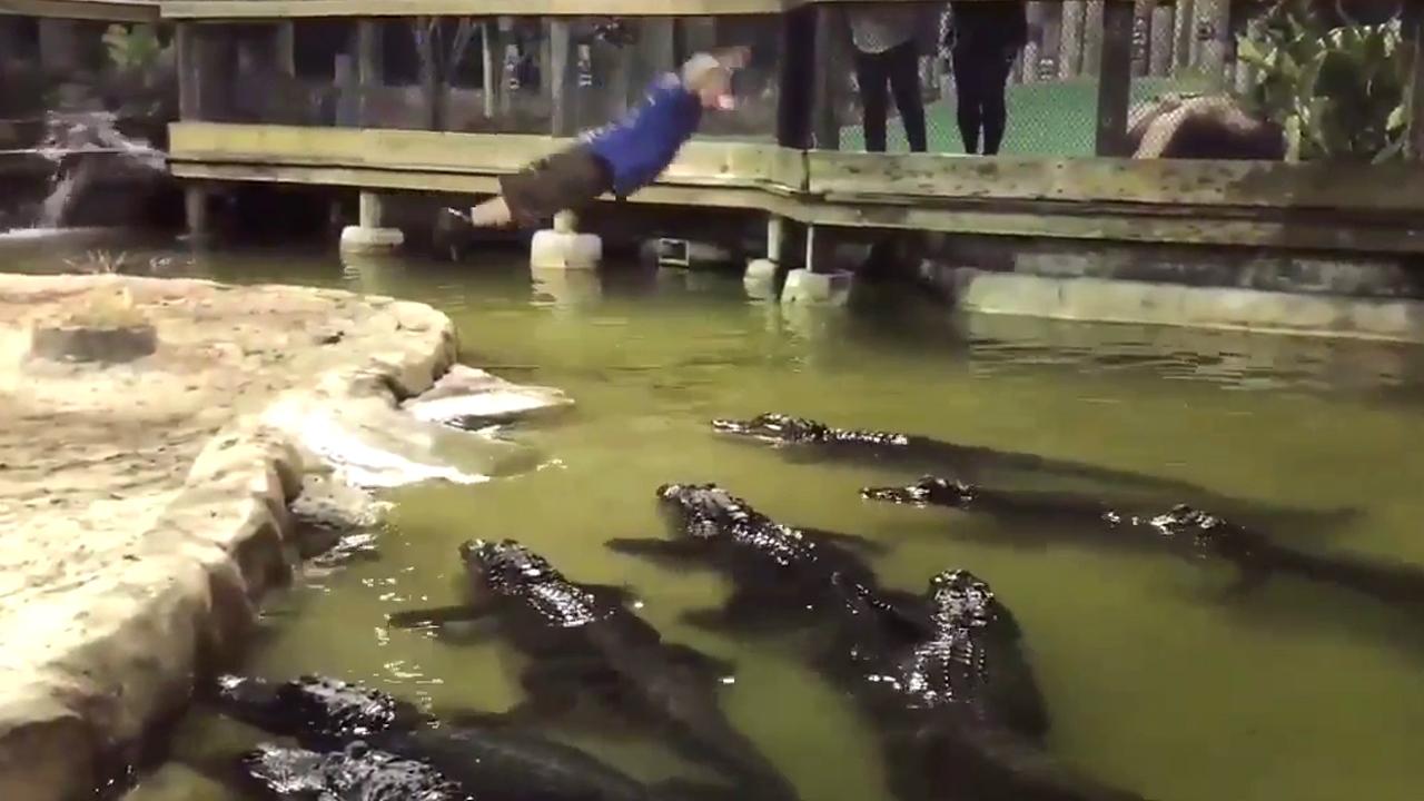 Leap of faith: Trainer belly flops into gator-infested pool