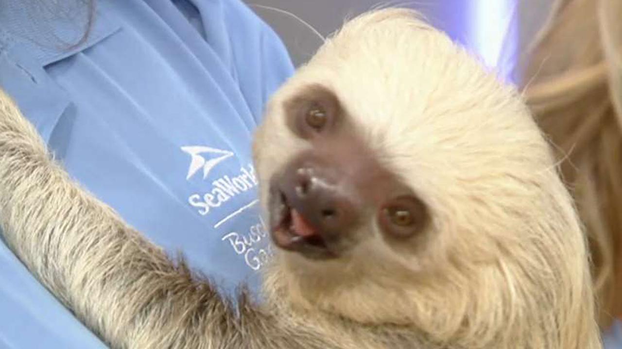 'Fox & Friends' celebrates National Zoo Lovers' Day