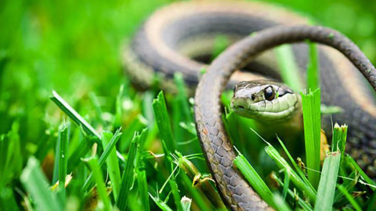 SD man fined for not having pet snake on a leash in public