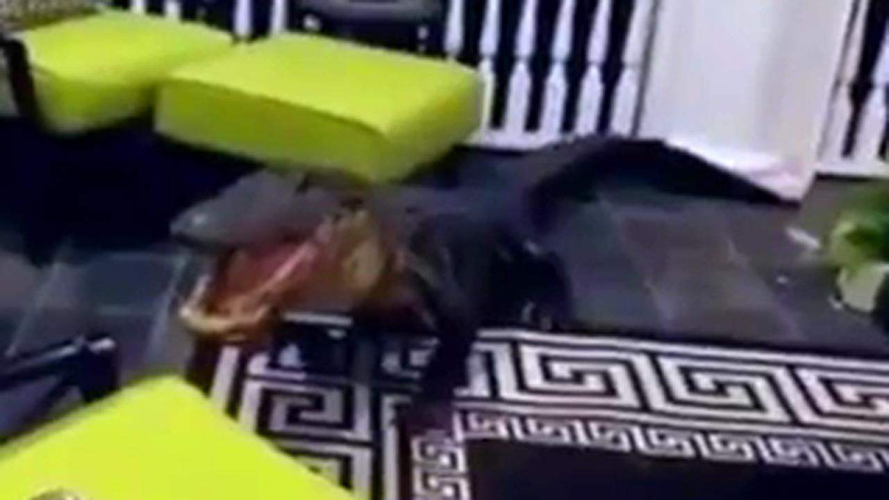 Alligator somehow makes it to couple's second-story porch