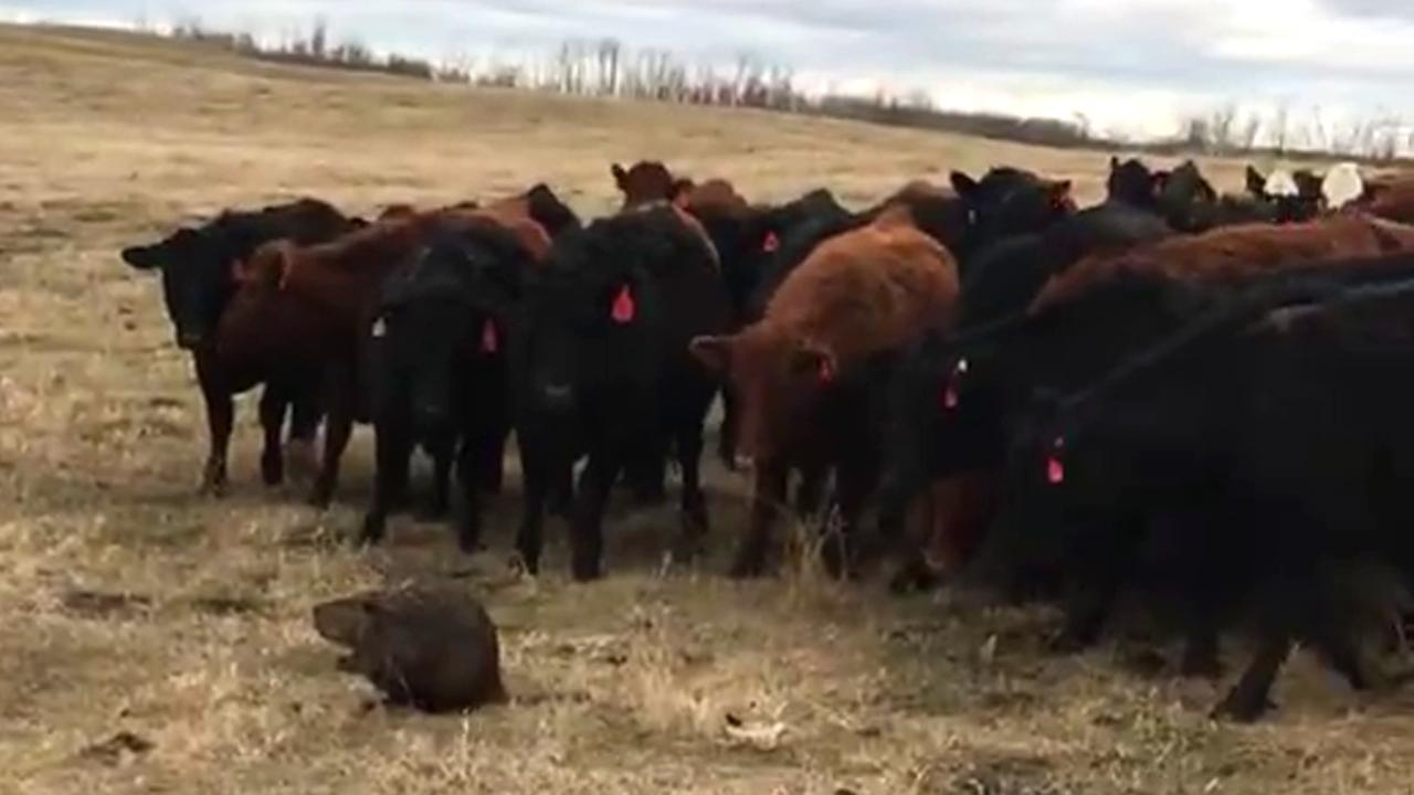 Beaver becomes leader of herd of 150 curious cattle