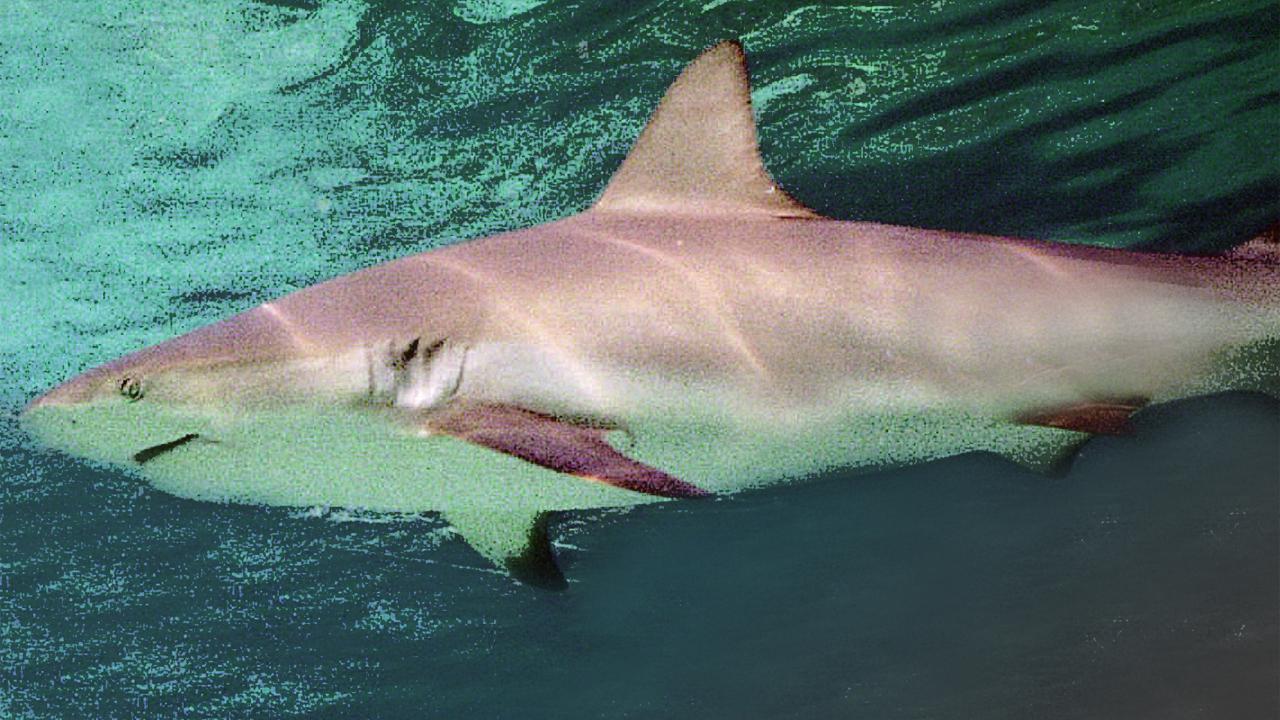 Expert calls for non-killing system separate sharks, people