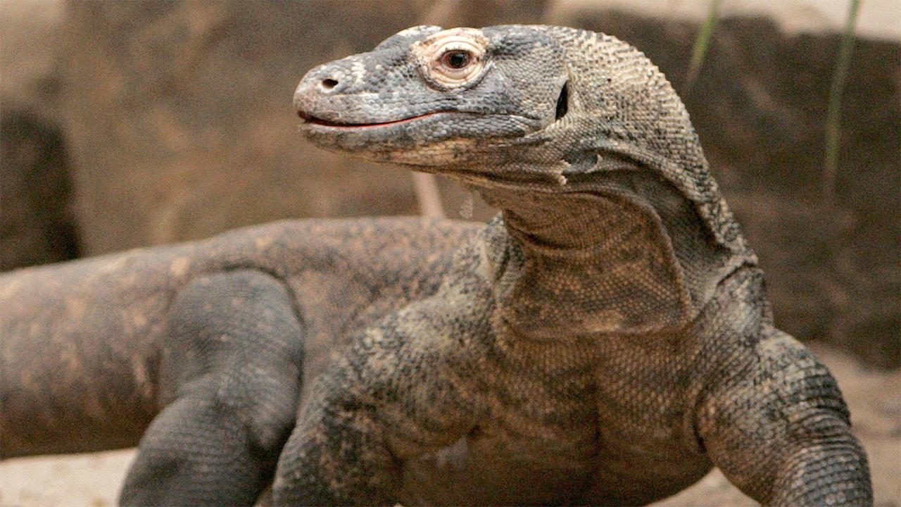Komodo dragon blood leads to new wound healing discovery