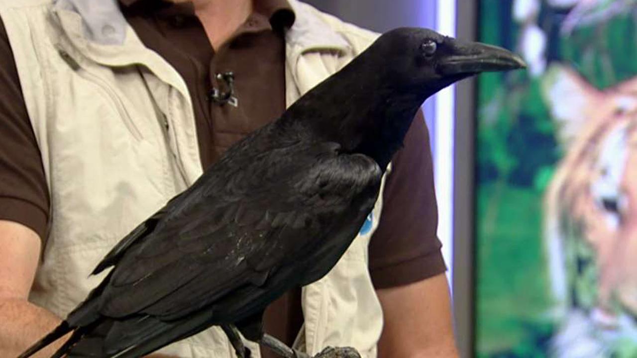 After the Show Show:Feathered friends
