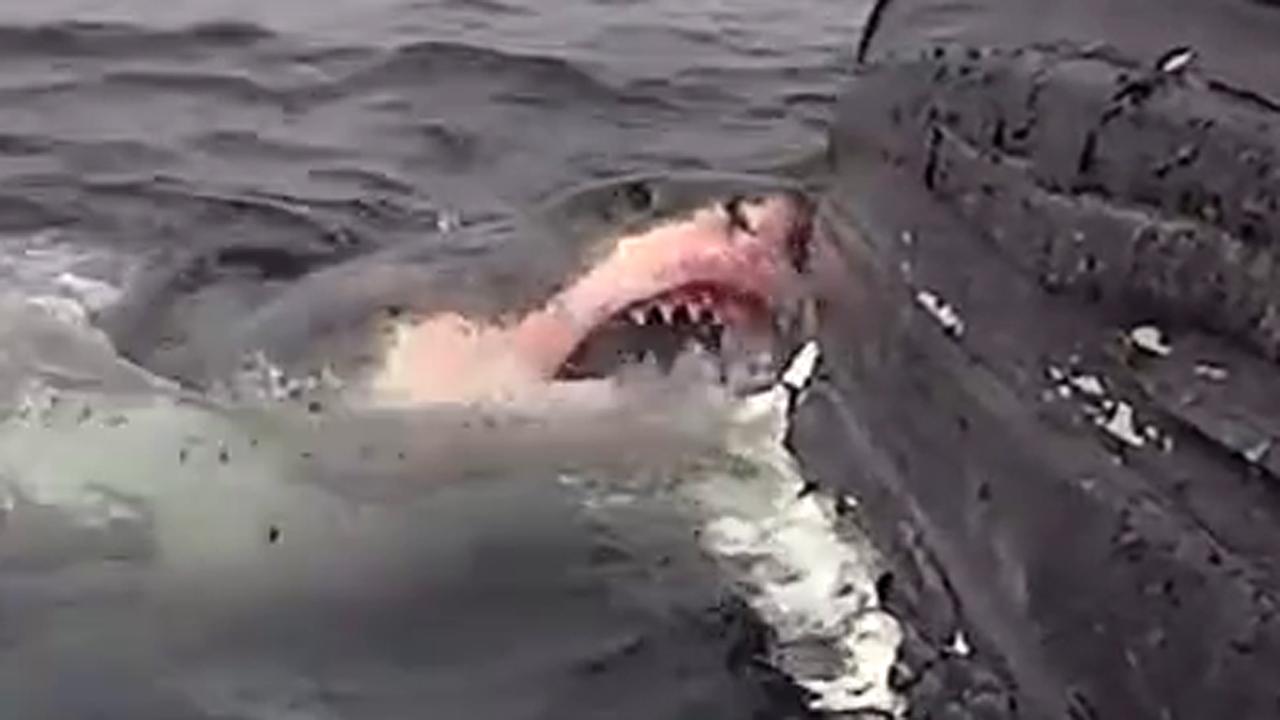 Great white shark gorges on floating humpback whale carcass