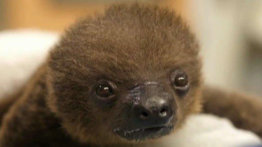 Two- toed sloth born at Memphis Zoo