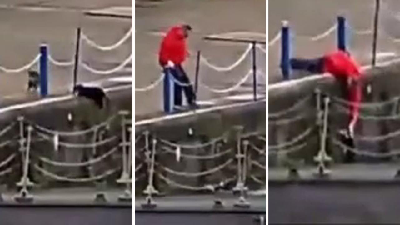Hero rushes to rescue feline knocked into river in cat fight
