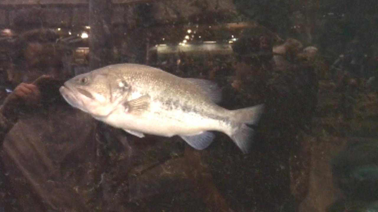 Fish tank pranks go viral in troubling trend