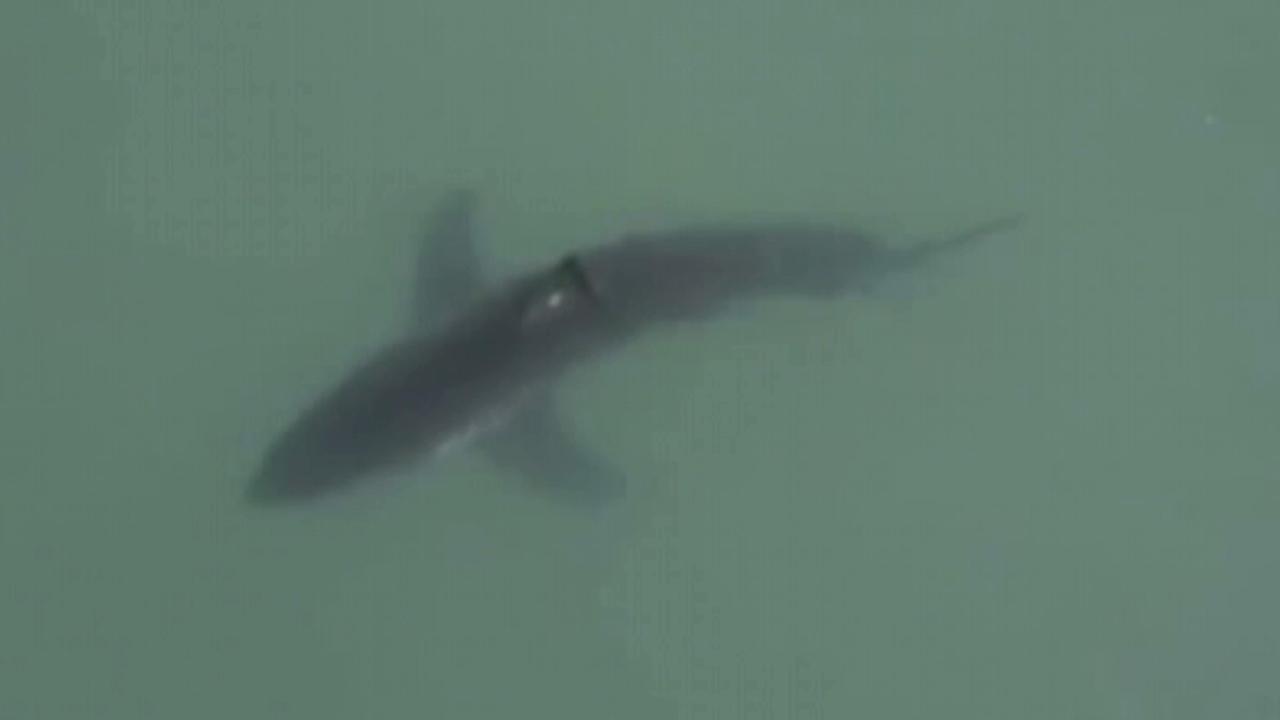 Great white shark spotted off coast of San Diego beach