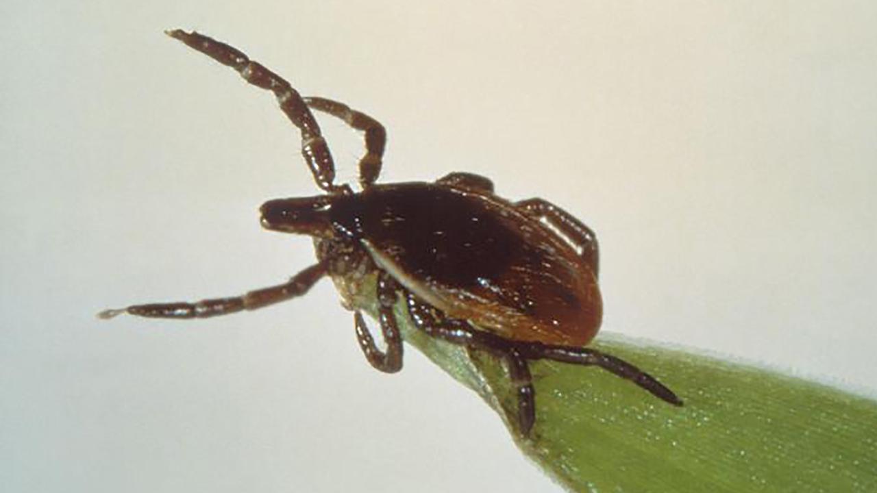 Experts sound the alarm on Lyme disease
