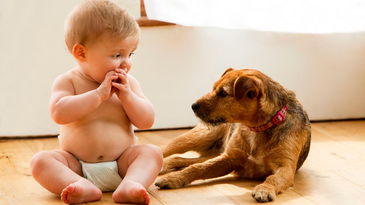 Getting your pets ready for a baby’s arrival  