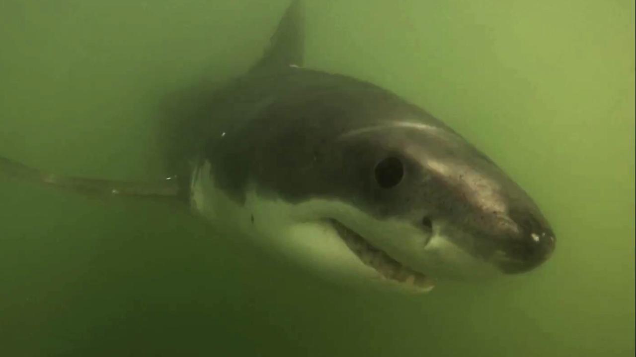 Great white sharks spotted off Long Beach, Calif.