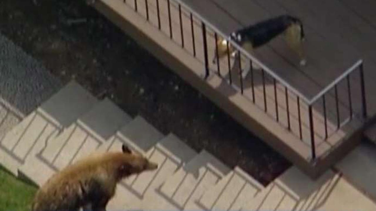 Family dog faces off with wandering black bear