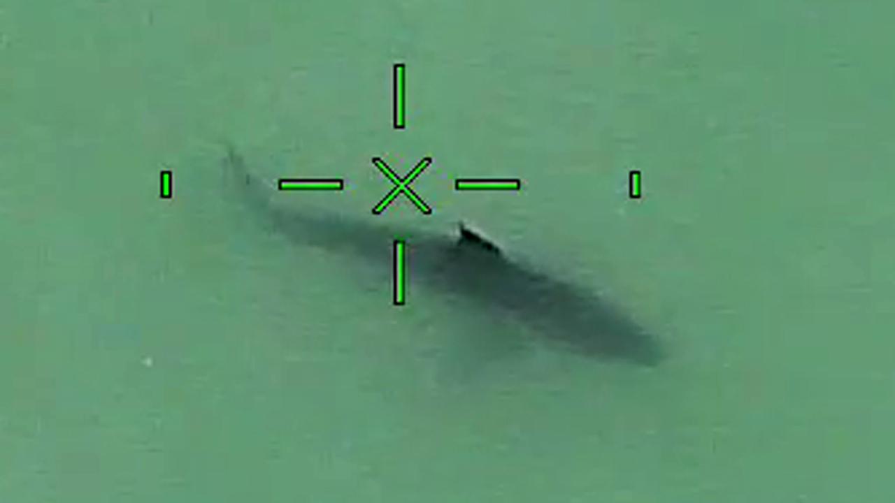 Cops track great white sharks near California beach