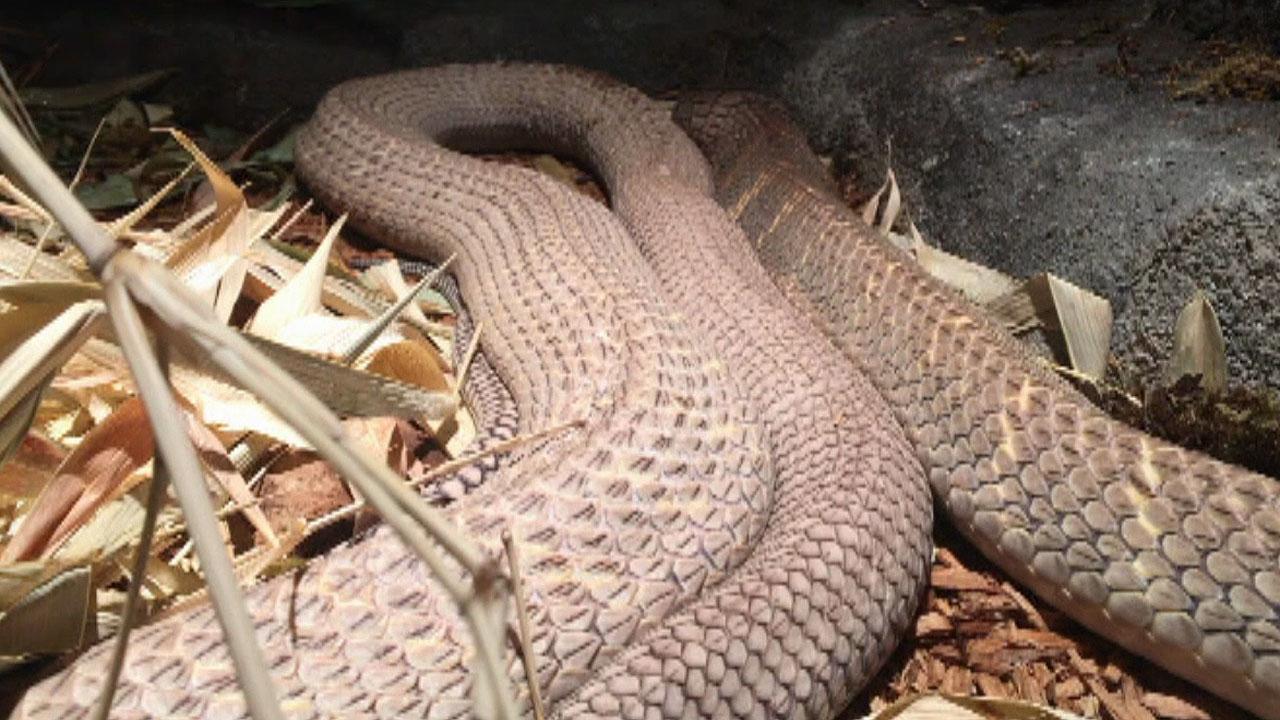 Chemotherapy for king cobra diagnosed with skin cancer