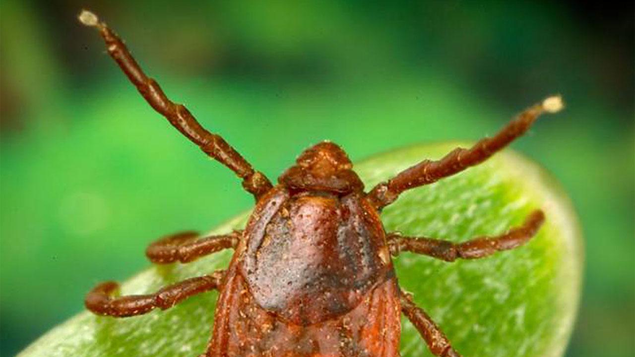 Vets warn of flea, tick infestations after West's wet winter