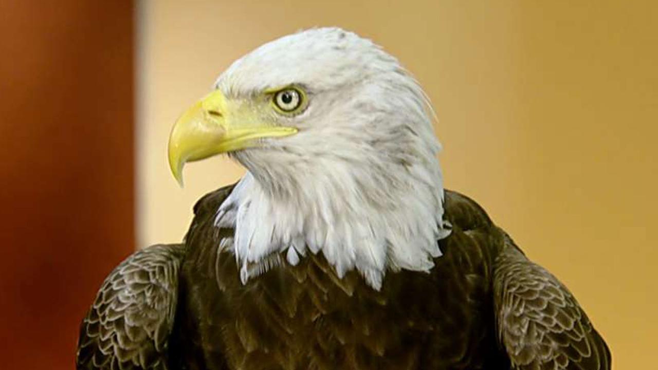 Challenger the bald eagle visits 'Fox & Friends'