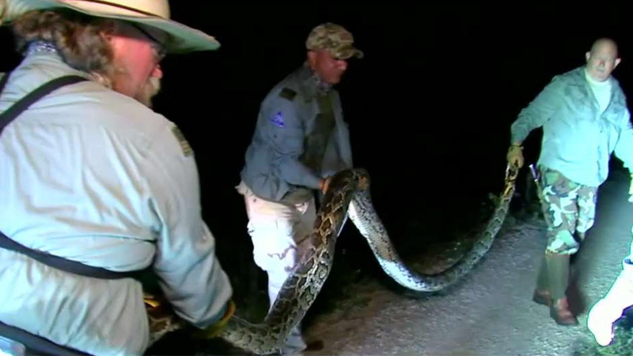 Florida hires professionals to hunt pythons