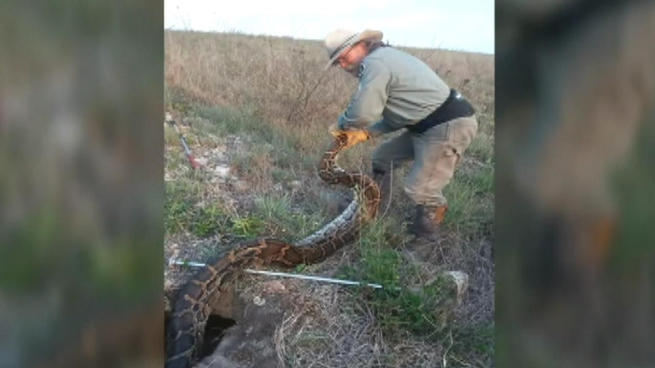Florida hires professionals to kill pythons
