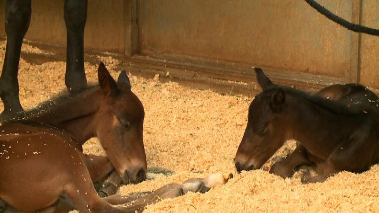 Daily double: Horse gives birth to twins in California