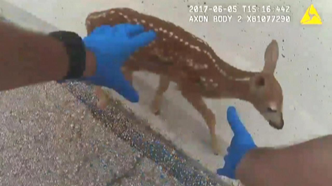 'It's OK, baby': Cop rescues fawn stranded on busy highway