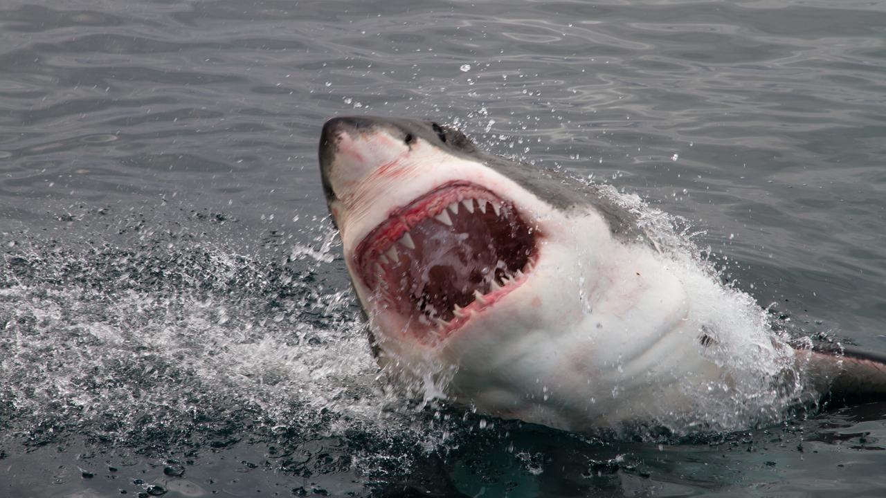 Shark alert! Why sightings are on the rise in California