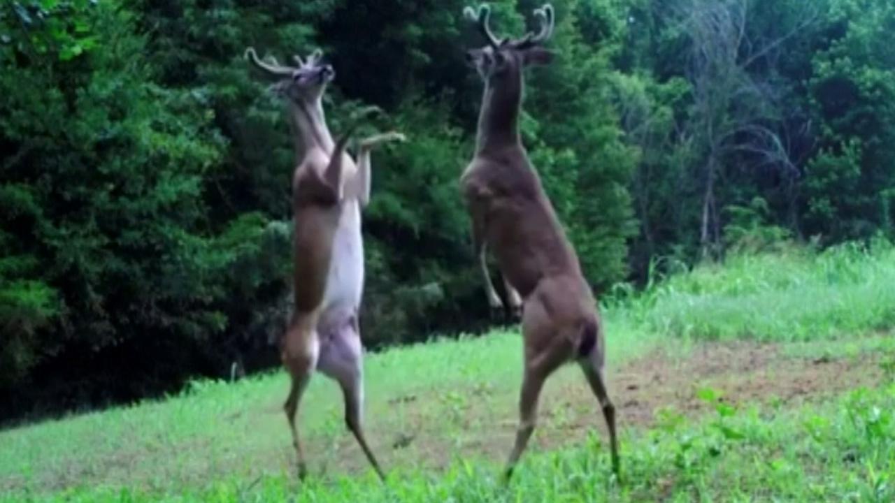 Bucks go hoof-to-hoof: Trail camera catches epic fight