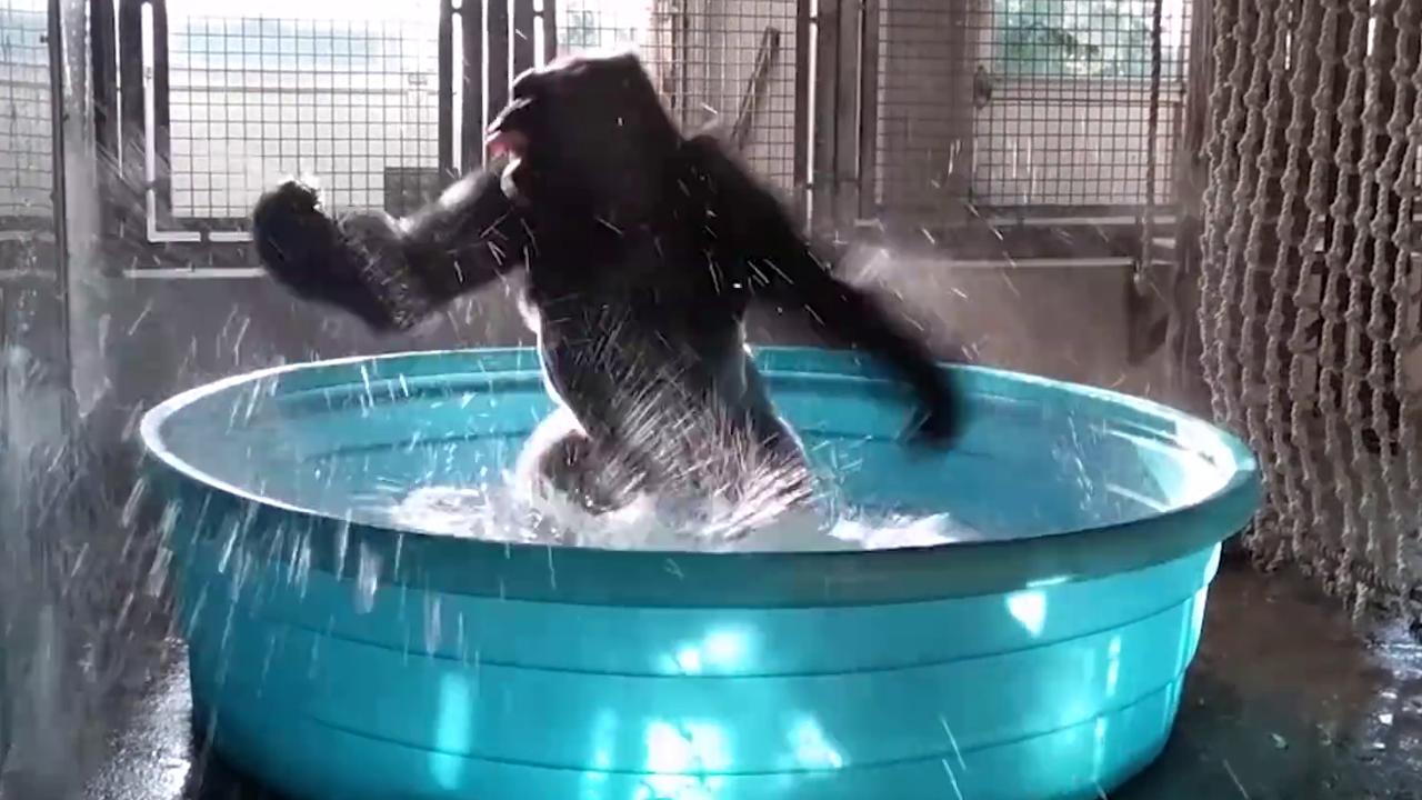 Spin cycle: Gorilla's water play goes viral