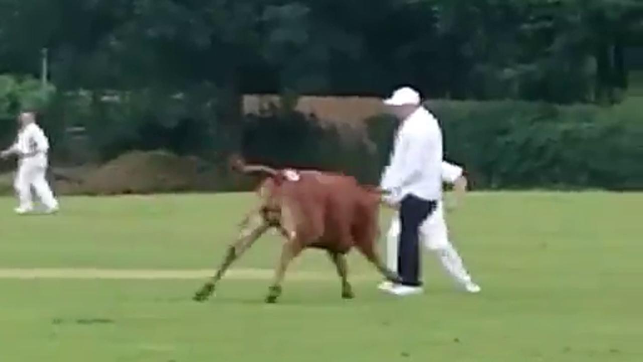 Umpire keeps his cool as cow charges cricket pitch