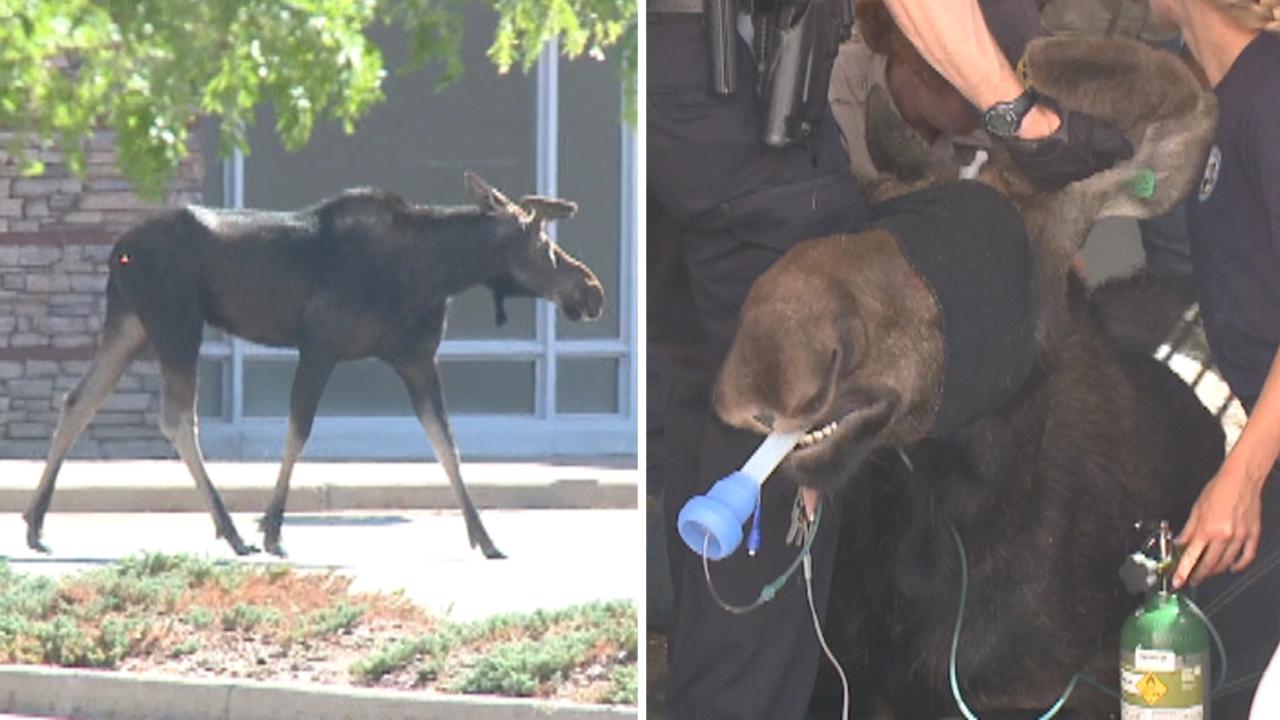 Moose wandering around mall for hours finally tranquilized
