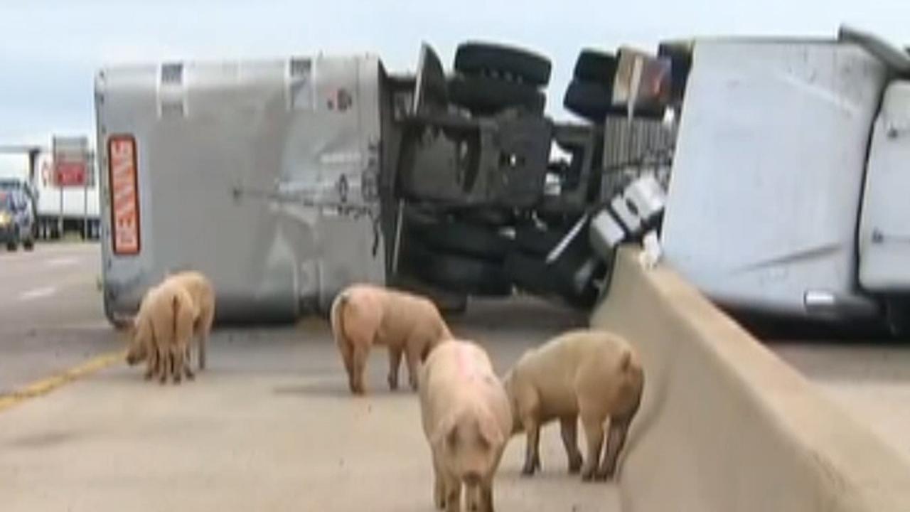 Pigs escape onto highway after truck overturns