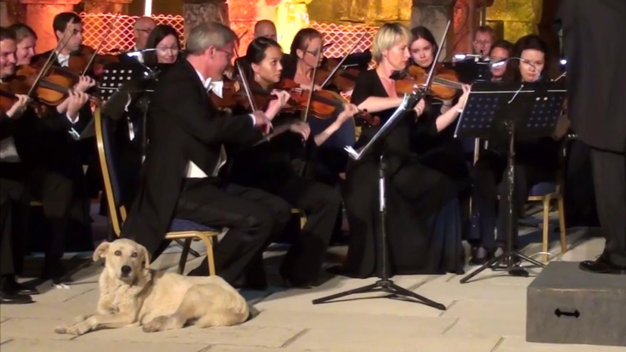 Stray dog crashes orchestra performance, steals the show