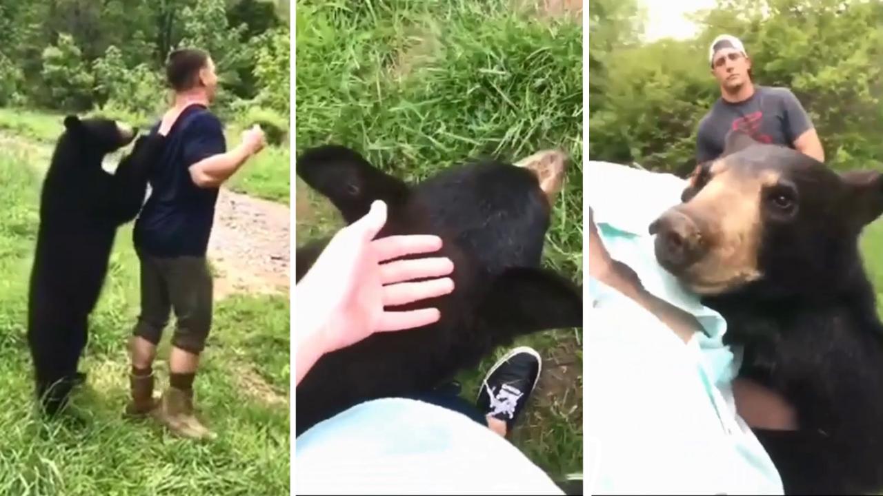 Don't try this at home: Campers chill with curious bear cub