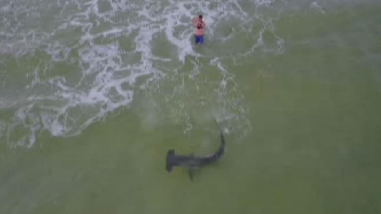 Massive hammerhead shark reeled in on Florida beach