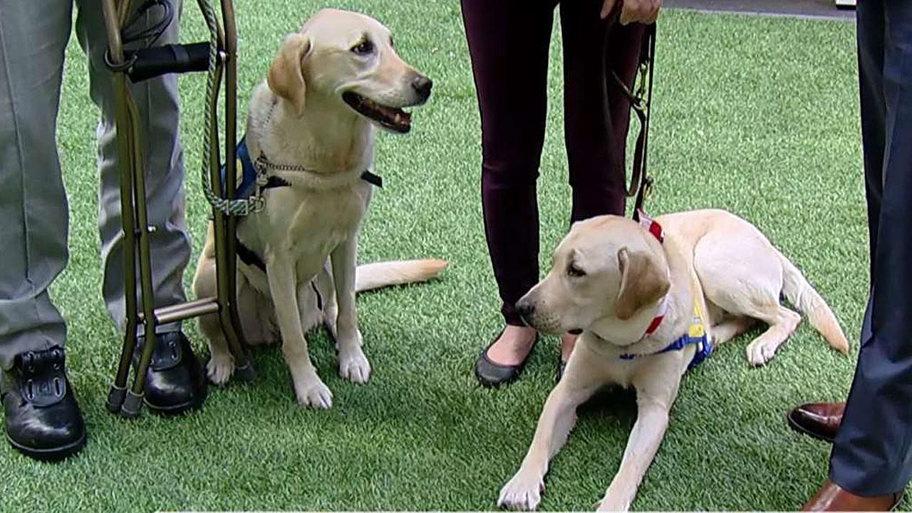 Service dogs giving independence back to disabled Americans