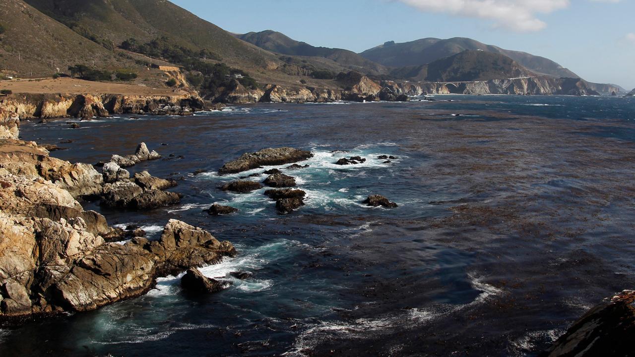 Pacific coast kelp forests are in crisis