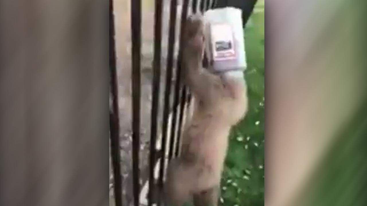 Cops save bear cub with head stuck in plastic jug