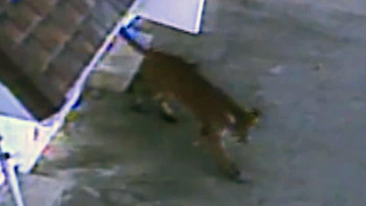 Mountain Lion crashes through bowling alley, woman's bedroom