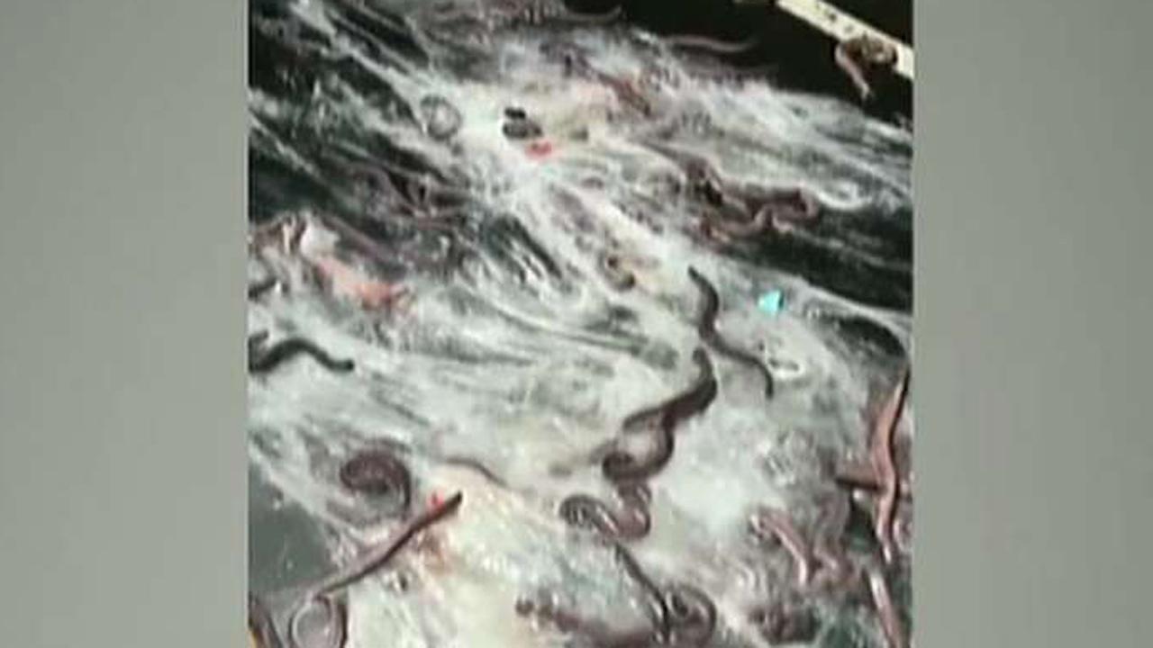 Overturned truck spills hundreds of live eels onto highway