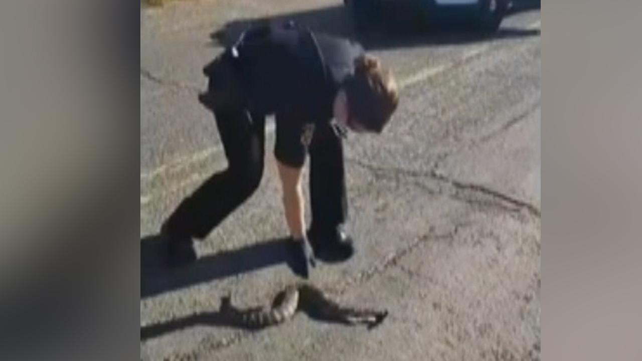 Video of coroner vs. dead snake goes viral