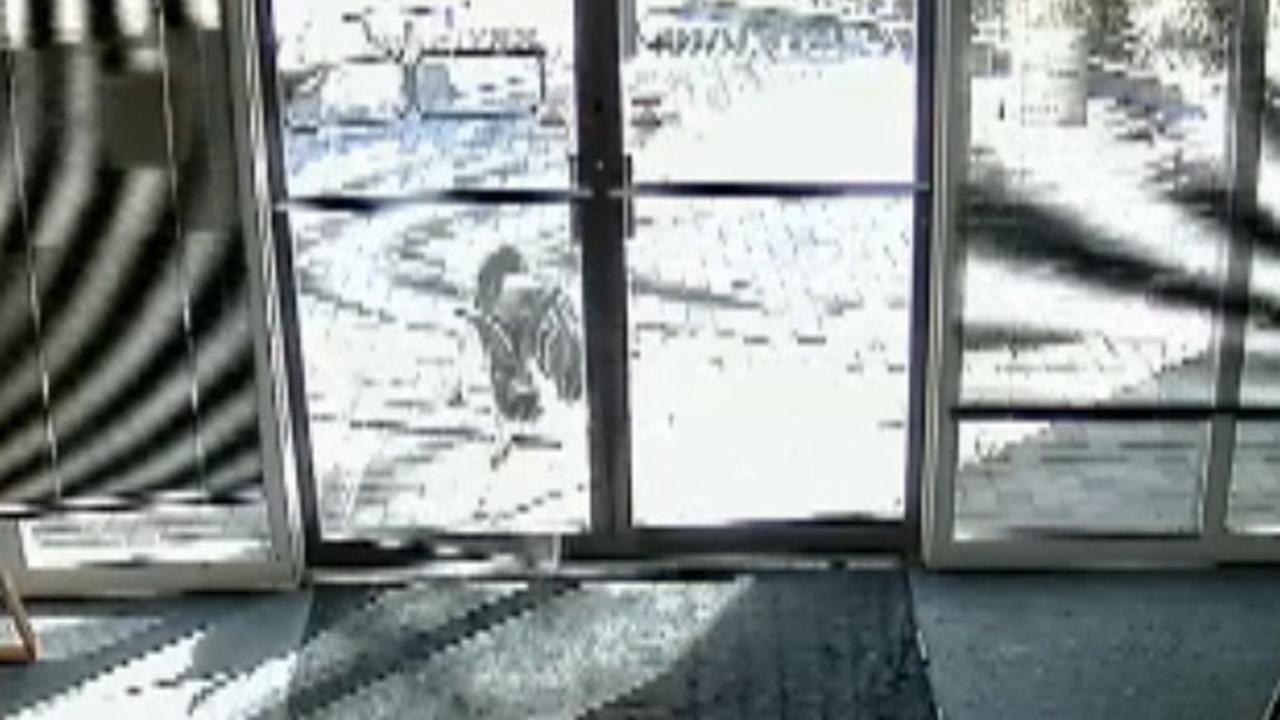 Security camera captures goats breaking into office building