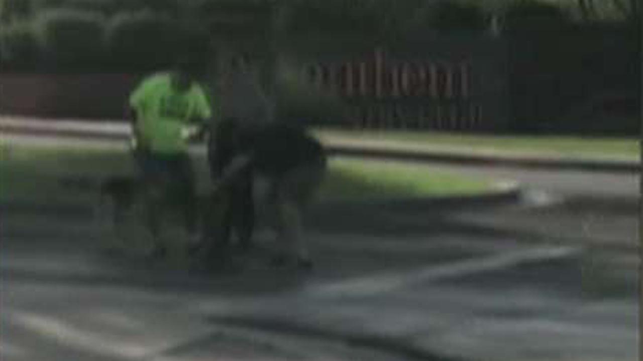 Hero bystander saves dog from bobcat attack