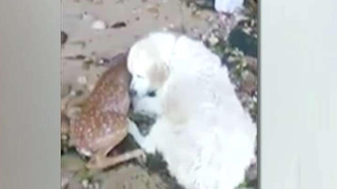 Incredible video shows dog rescuing a young deer
