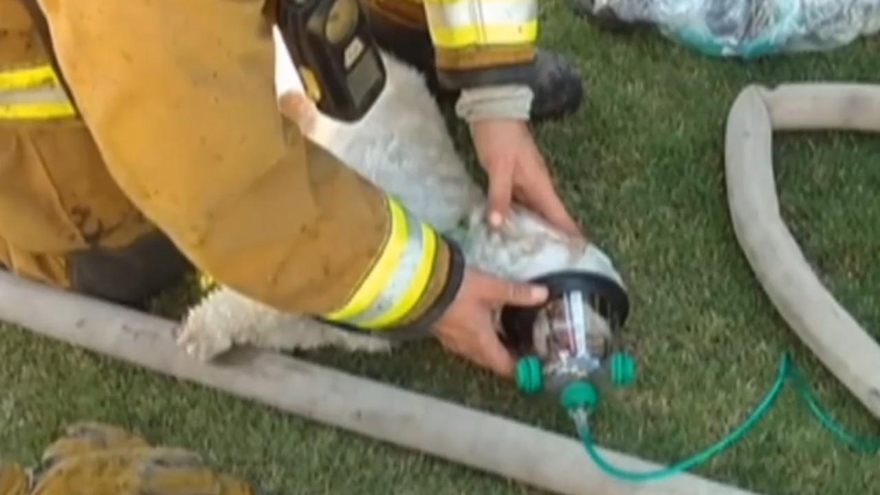 Firefighters revive unconscious dog saved from house fire
