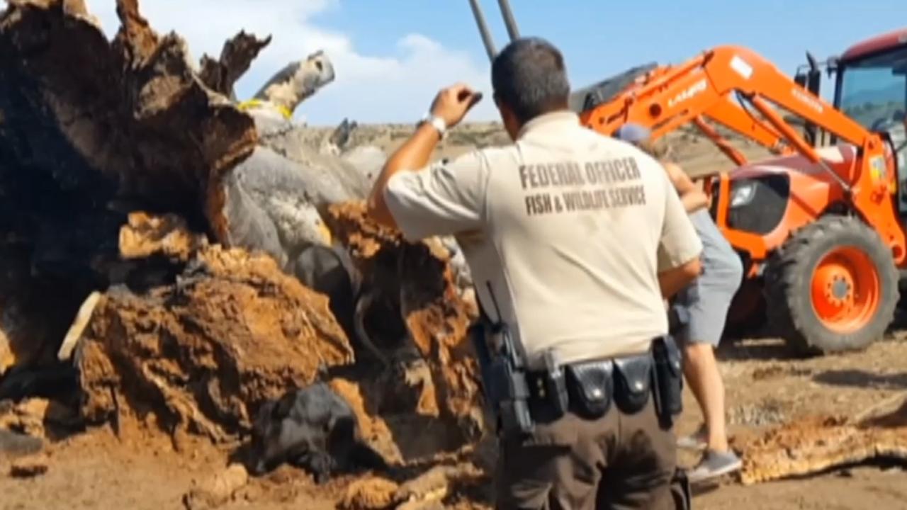 California officials save cow trapped under a fallen tree