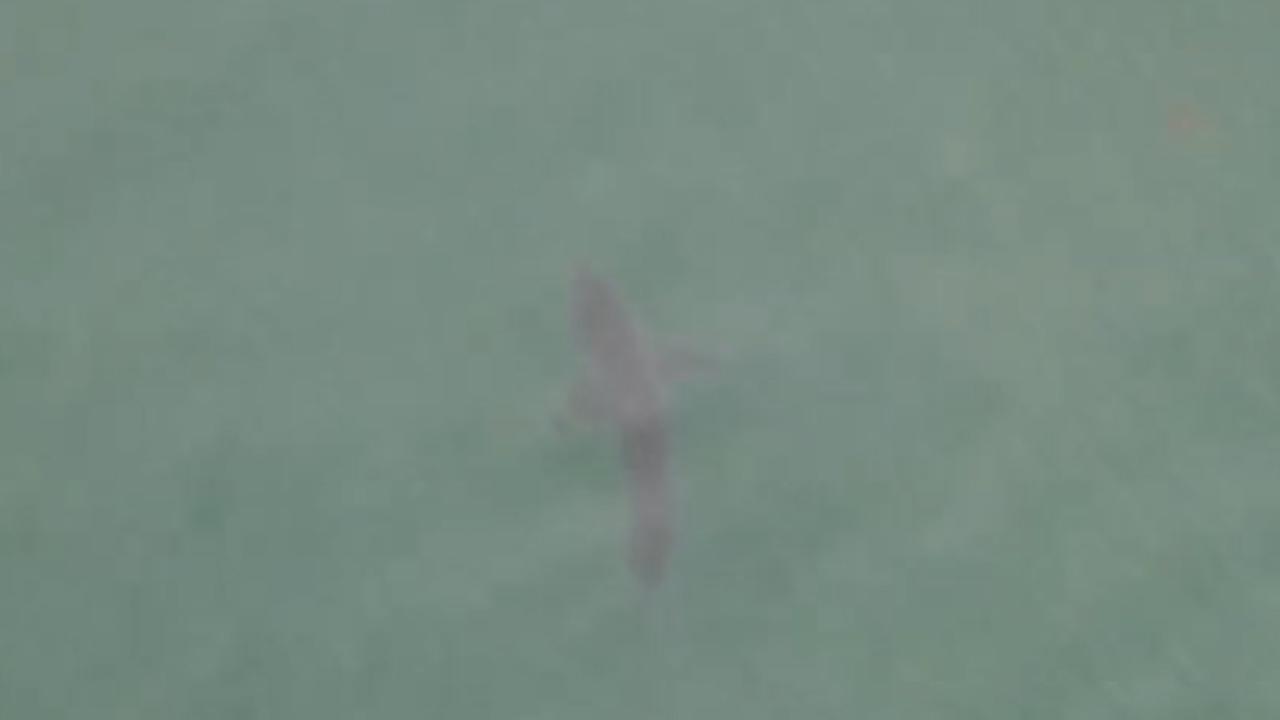 Drone catches massive shark swimming off California coast