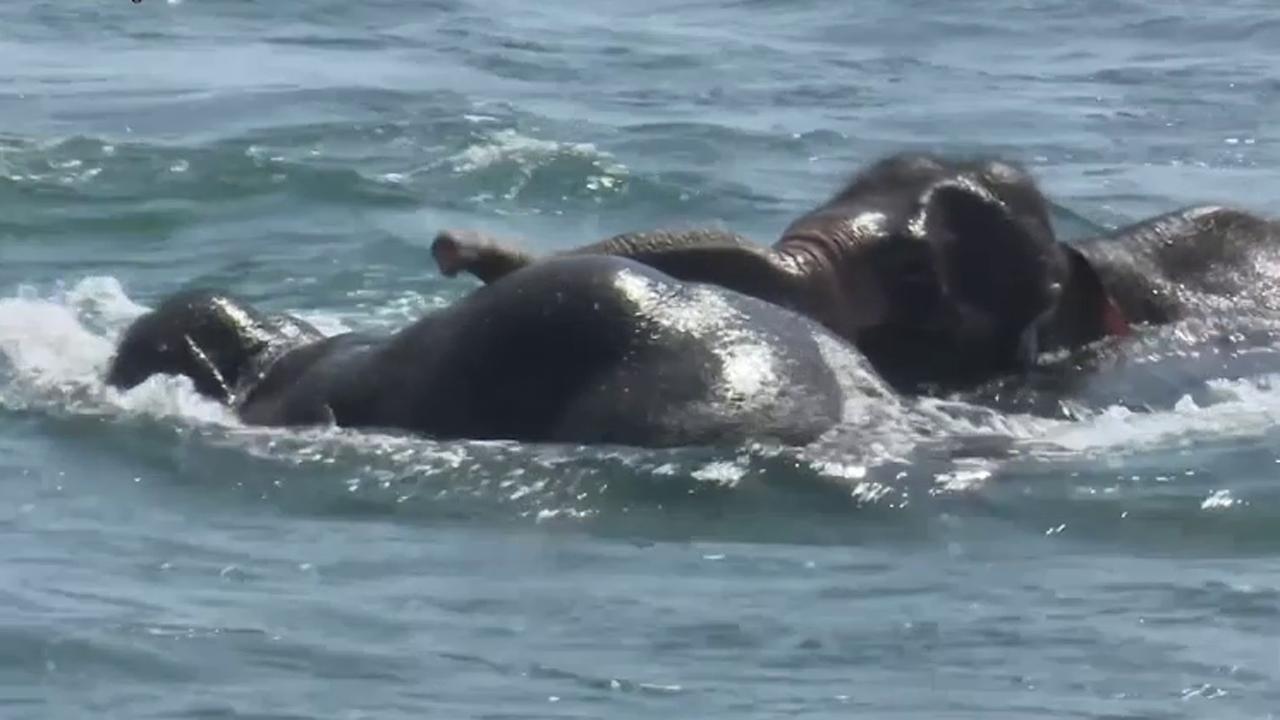 Elephants swept out to sea rescued by Sri Lankan navy