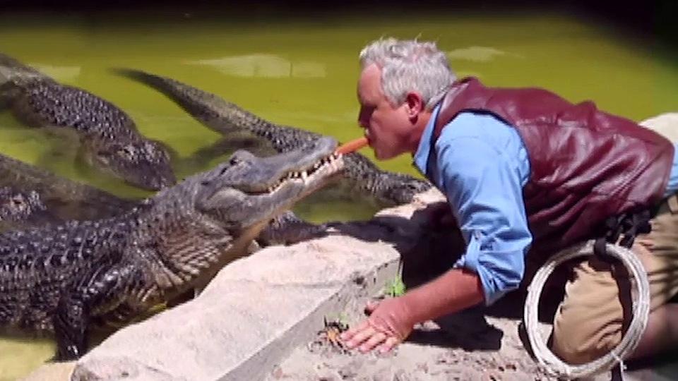 The ‘Gator Crusader’ feeds alligators with his mouth