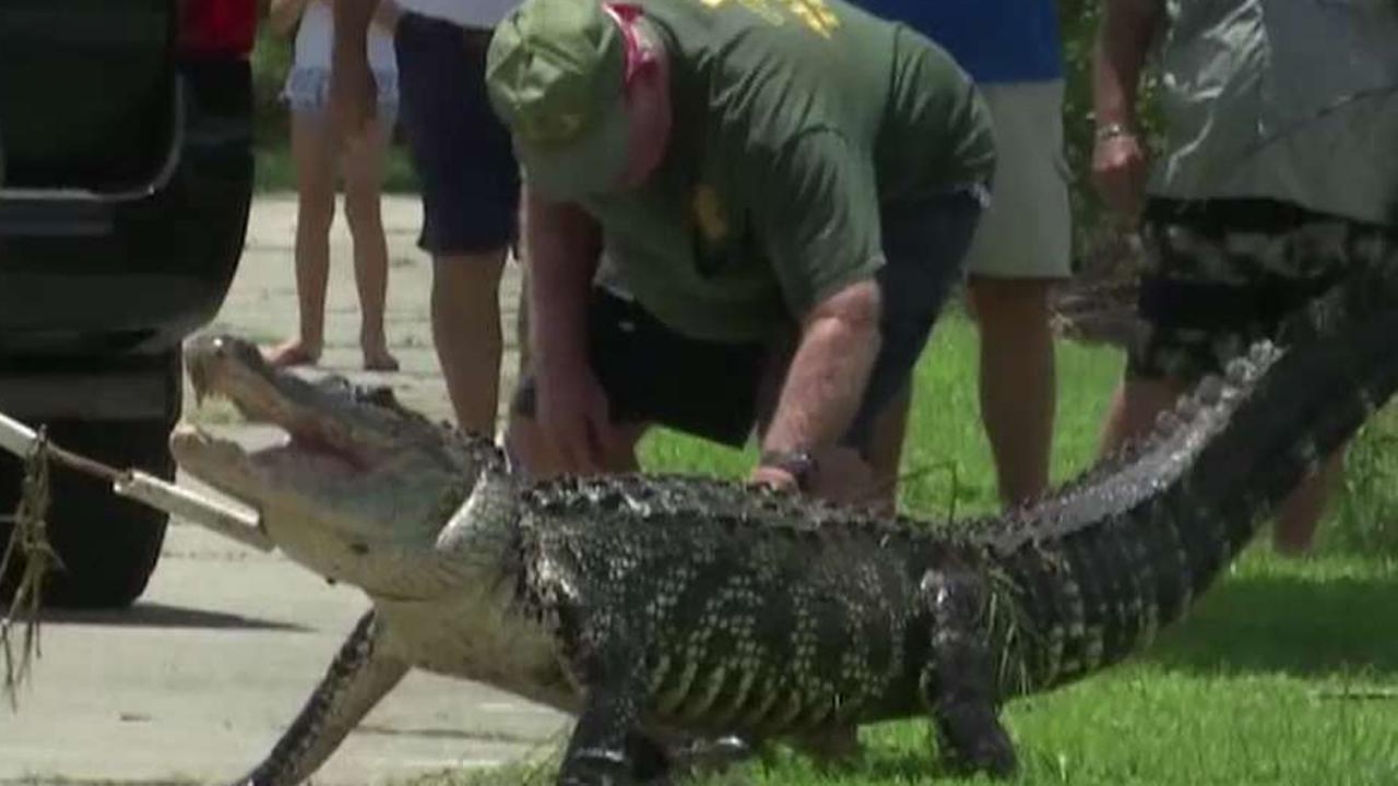 911 call describes aftermath of alligator attack in Florida